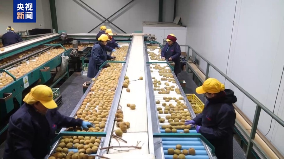 水果棘手的关税 智利水果产业“愁”冰球突破平台总台记者探访丨应季的(图2)