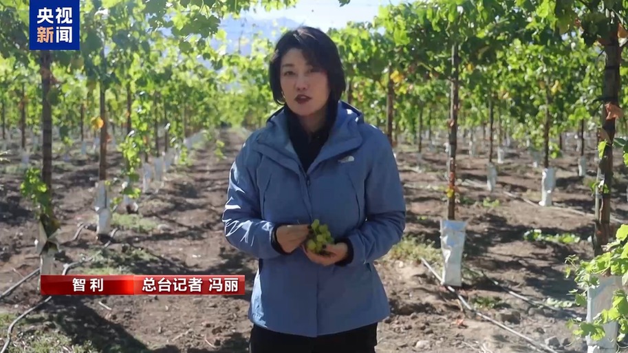 水果棘手的关税 智利水果产业“愁”冰球突破平台总台记者探访丨应季的(图4)