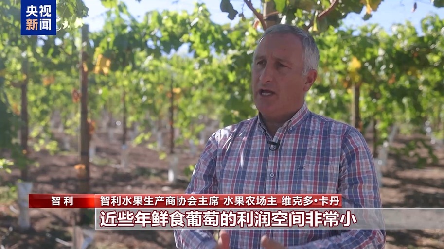 水果棘手的关税 智利水果产业“愁”冰球突破平台总台记者探访丨应季的(图3)